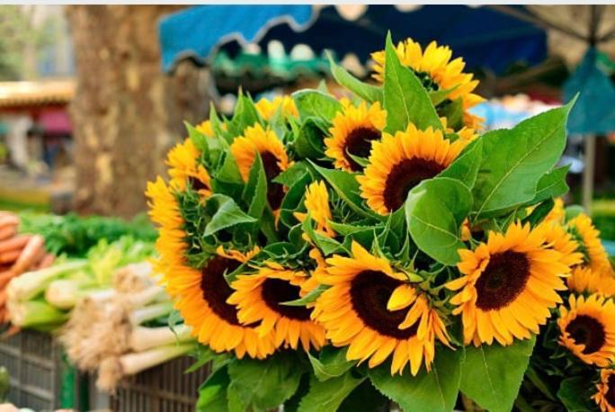 Gite Des Tournesols Oradour-Fanais 外观 照片